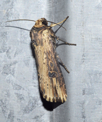Axylia putris