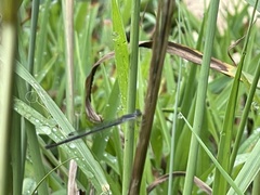 Ischnura