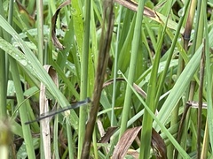 Ischnura