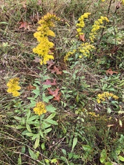Solidago nemoralis