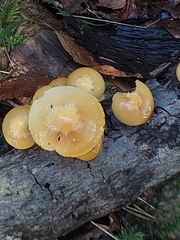 Kuehneromyces mutabilis