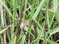 Ischnura