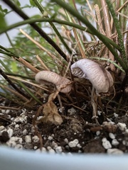 Leucocoprinus
