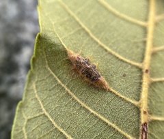 Phylloxera caryaevenae