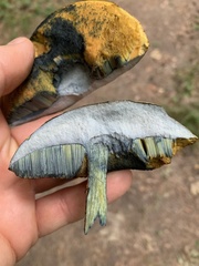 Suillellus luridus