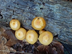 Kuehneromyces mutabilis