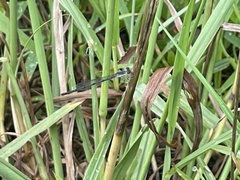Ischnura