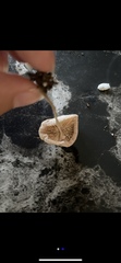 Leucocoprinus