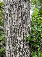 Quercus margaretiae