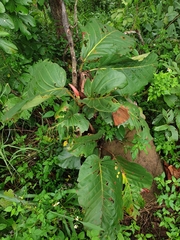 Dipterocarpus tuberculatus