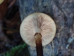 Kuehneromyces mutabilis