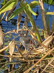 Gallinula galeata