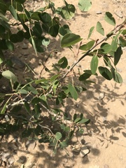 Euhexomyza schineri