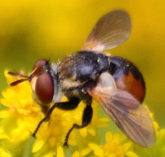Gymnosoma