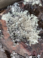 Flavopunctelia flaventior