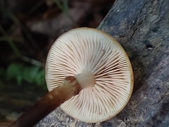 Kuehneromyces mutabilis