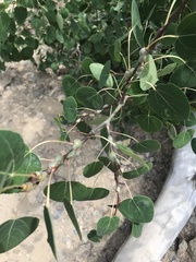 Euhexomyza schineri