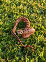 Pituophis catenifer catenifer