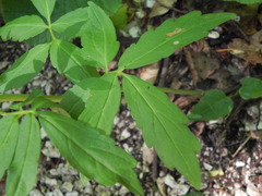 Cardamine bulbifera