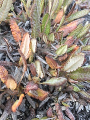 Dryas ajanensis
