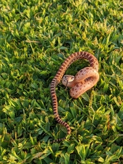 Pituophis catenifer catenifer