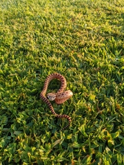 Pituophis catenifer catenifer