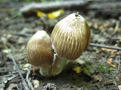 Agaricineae