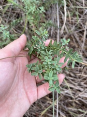 Hypericum perforatum