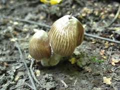 Agaricineae
