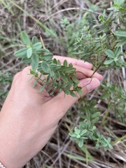 Hypericum perforatum