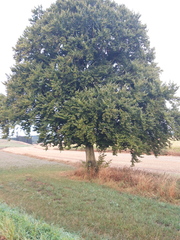 Fagus sylvatica