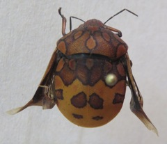 Pachycoris