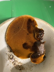 Inonotus hispidus