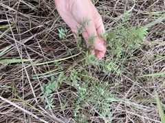 Hypericum perforatum