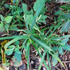 Cyperus albostriatus