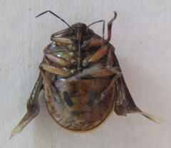 Pachycoris