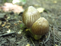 Agaricineae