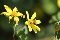 Eumelissodes