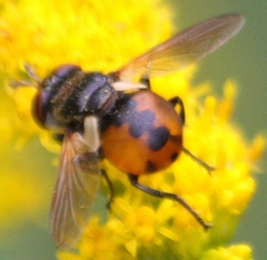 Gymnosoma