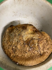Inonotus hispidus