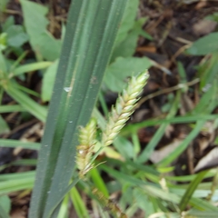 Cyperus albostriatus