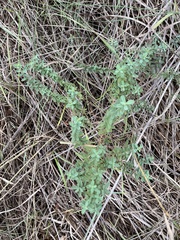 Hypericum perforatum