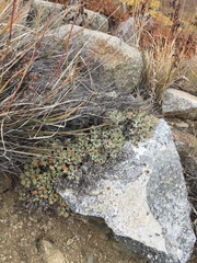 Artemisia hyperborea