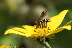Nomada vincta
