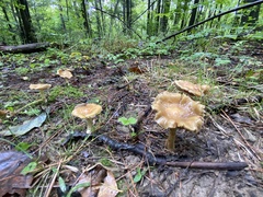 Ampulloclitocybe clavipes