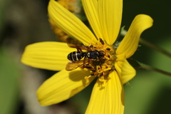 Nomada vincta