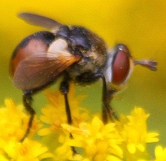 Gymnosoma