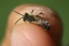 Andrena hirticincta