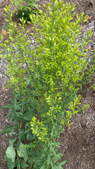 Solidago speciosa