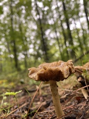 Ampulloclitocybe clavipes